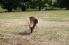Sika deer