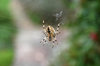 Garden cross spider