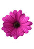 Osteospermum