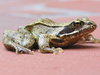 animals around the house 2