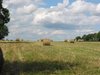 French haytime