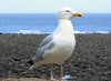 Sea Gull