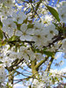Cherry Blossom