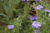 Flowers and Butterflies