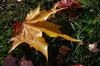 Plants 1