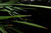 Plants 3