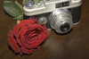 rose 4