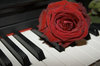 rose 2