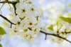 Blossums 2