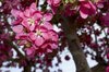 blossums 1