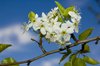 Blossums 4