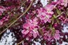 blossums 3
