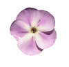 Purple flower