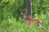 Backyard Buck