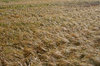 Barley