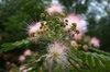 Persian silk tree