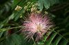 Persian silk tree