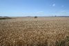 Barley fields