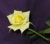 yellow rose