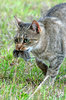 Cat and mouse