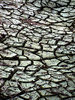 swamp pattern