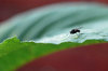 Fly in the bar