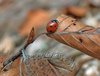 Lady bug