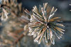 Frost
