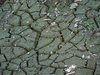 Dried swamp