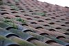 Grass on the roof