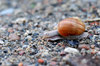 Snail 1
