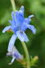 Flower and fly 2