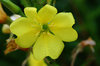 Inside the flower 1