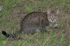 Cat after hunting