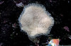 On the reef 1