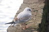 Polish seagull 2