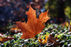 Maple leafs 2