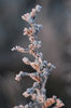 Frozen plants 2