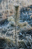 Frozen plants 4