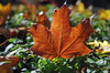 Maple leafs 4
