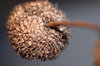 Chestnut  close-up 1