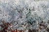 Between snow and ice 1