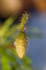 Dew on bud