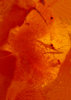 Natural amber textute 2