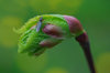 Birth of the leaf  with the co