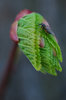 Birth of the leaf  with the co