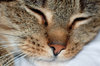 Wet nose