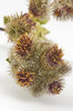 Thistle 2