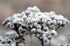 Frozen berries 3