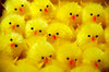 Easter chickens 3